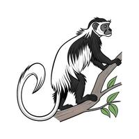 Colobus Monkey on White Background vector