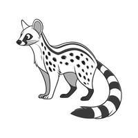 Common Genet on White Background vector