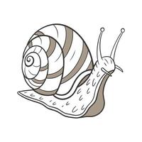 Common Garden Snail on White Background vector