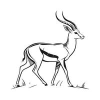 Common Impala on White Background vector