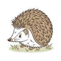 Stylish Common Hedgehog Illustration vector