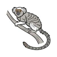 Common Marmoset on White Background vector