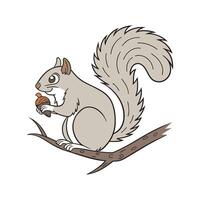 Common Squirrel on White Background vector