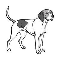 Coonhound on White Background vector