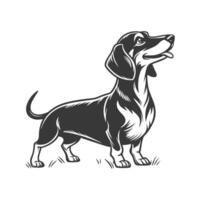 Dachshund on White Background vector