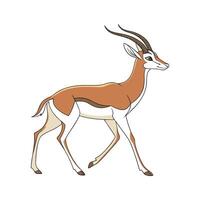 Dama Gazelle on White Background vector