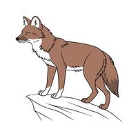 Dhole on White Background vector