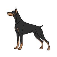 Doberman Pinscher on White Background vector