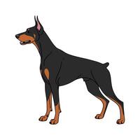 Charming Doberman Pinscher Design vector