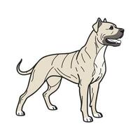 Strong Dogo Canario Posed on White Background vector
