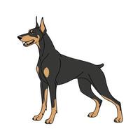 Stunning Doberman Pinscher on White Background vector