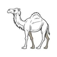 Elegant Dromedary Camel on Clean Canvas vector