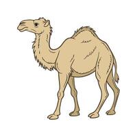 Stately Dromedary Camel Posed Elegantly vector