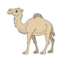 Dromedary Camel Standing on White Background vector