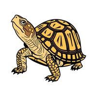 Eastern Box Turtle Standing on a White Surface vector