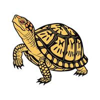 Delightful Eastern Box Turtle on Clean Background vector