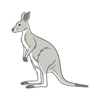 Agile Eastern Gray Kangaroo Posed on Clean Background vector