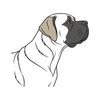 Powerful English Mastiff on Clean Background vector