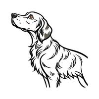 Charming English Setter on White Background vector