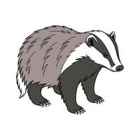 Cute European Badger Standing on White Background vector