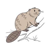 Interesting European Beaver on White Background vector