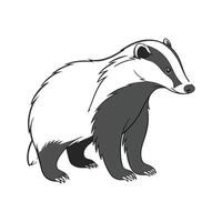 Charming European Badger Posed on White Background vector