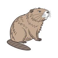 Charming European Beaver on Clean Surface vector