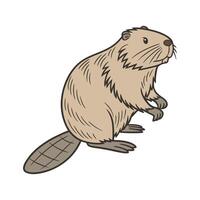 European Beaver Swimming Against White Background vector