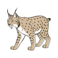 Graceful Eurasian Lynx Standing on White Background vector