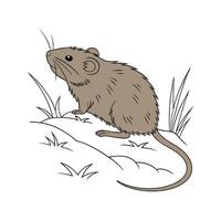 Charming European Water Vole on Clean Surface vector