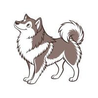 Charming Finnish Lapphund on White Background vector