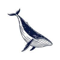 Stately Fin Whale Posed Against White Surface vector