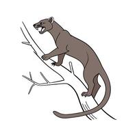 Elegant Fossa on White Background Highlighting Their Grace vector