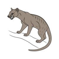 Stunning Fossa Displayed on White Background vector