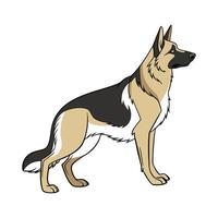 Majestic German Shepherd Positioned on Clean Background vector