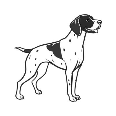 Elegant German Shorthaired Pointer Displayed Against White