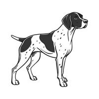Beautiful German Shorthaired Pointer on White Background vector