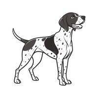 Charming German Shorthaired Pointer on White Surface vector