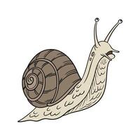 Giant African Snail on White Background vector