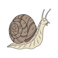 Giant African Snail on Clean Surface vector