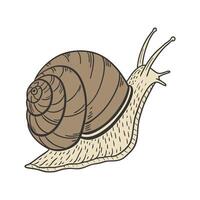 Charming Giant African Snail Posed on White Background vector
