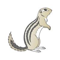 Charming Ground Squirrel on White Background vector