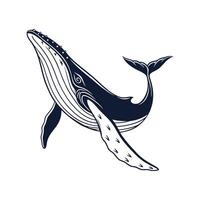 Majestic Humpback Whale on White Background vector
