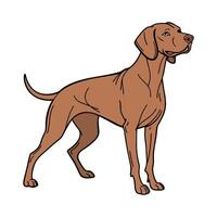 Charming Hungarian Vizsla on White Background vector
