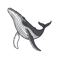 Graceful Humpback Whale Displayed on White Surface vector