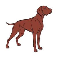 Elegant Hungarian Vizsla on White Background vector