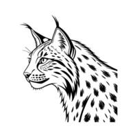 Stunning Iberian Lynx Posed on Clean Background vector