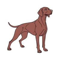 Dynamic Hungarian Vizsla on Clean Background vector