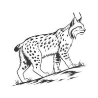 Charming Iberian Lynx Displayed on White Background vector