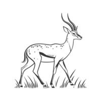 Elegant Impala on White Background vector